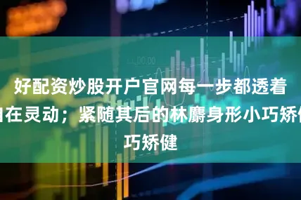 好配资炒股开户官网每一步都透着自在灵动；紧随其后的林麝身形小巧矫健
